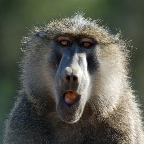 babouin.jpg