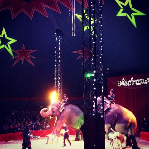 cirque-elephants-medrano.jpg