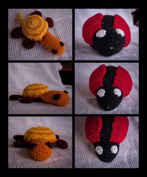 tortue_coccinelle.jpg