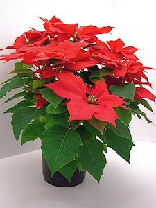 poinsettia-pot
