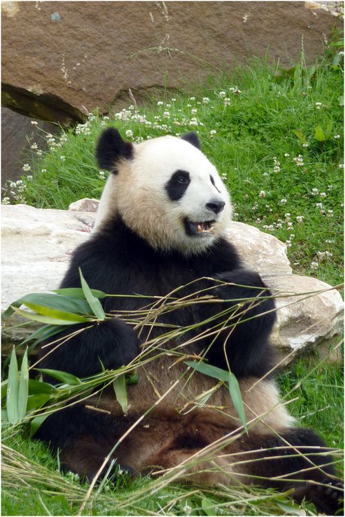 panda-beauval-029