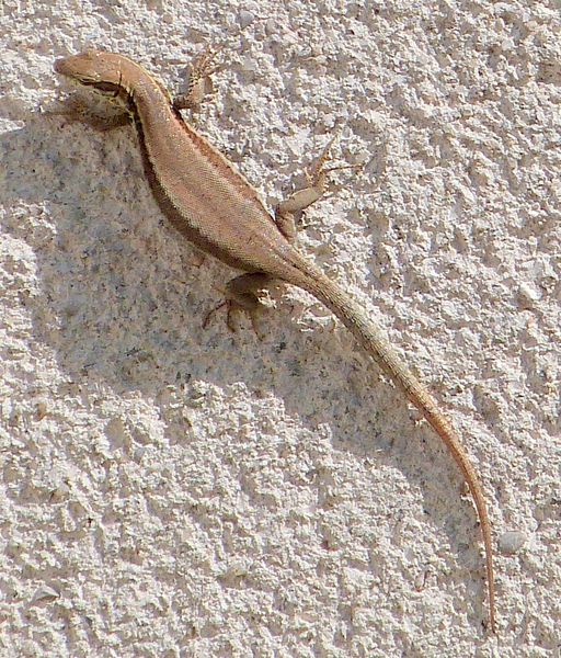 lezard-020713.jpg
