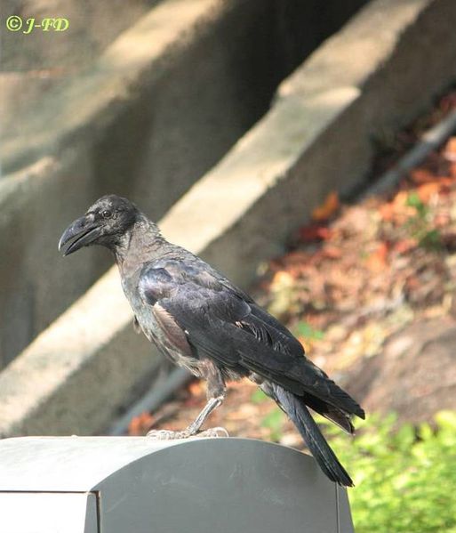 Corbeau à gros bec - 646 - Osaka-Japon sept 2010