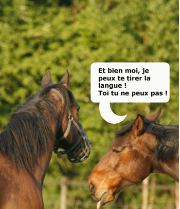 Capture-cheval.PNG