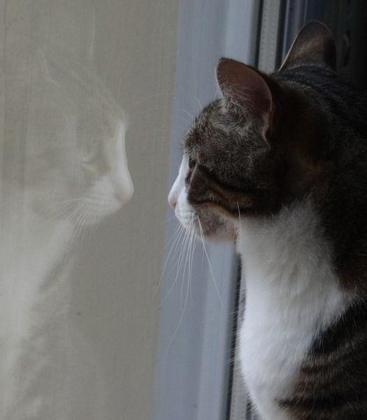 refletchat