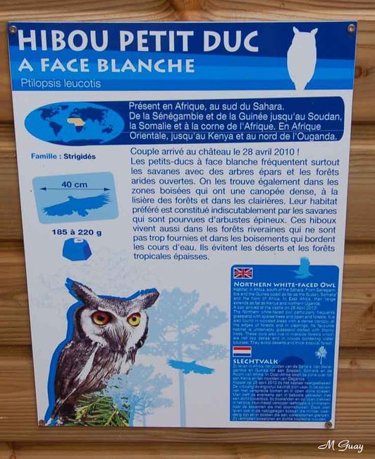 hibou-explications-2538.jpg