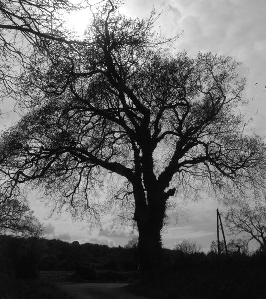 arbre-2530-vic