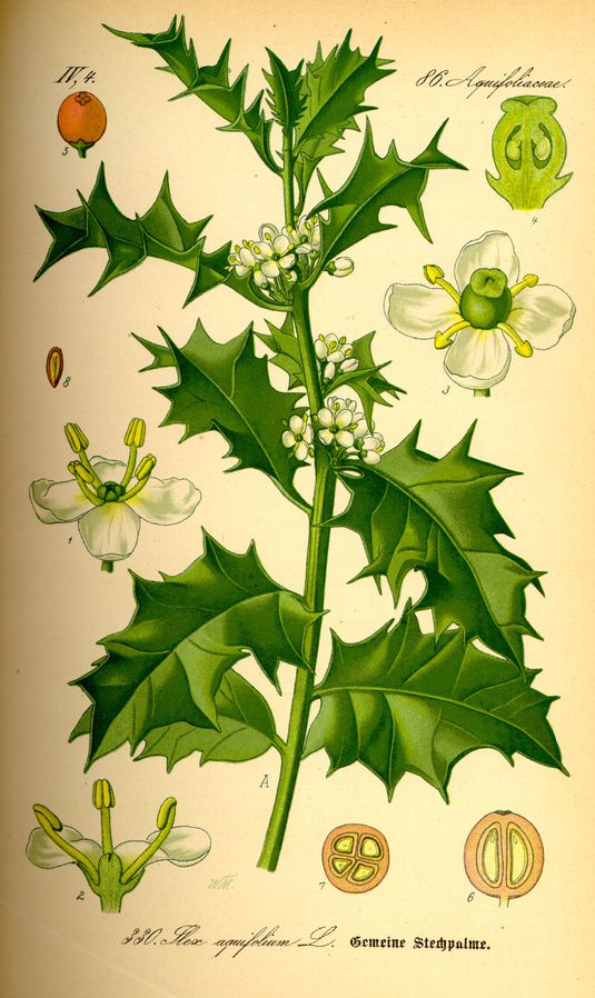 Illustration Ilex aquifolium0