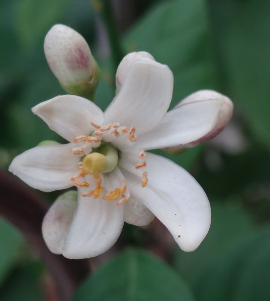 citronnier