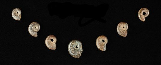 Abri-Pataud--Dordogne--Ammonites-pyriteuses-perforees-jpg