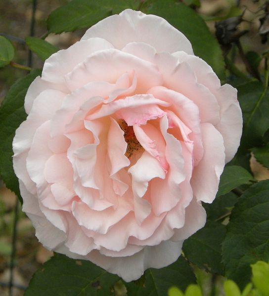 roserose