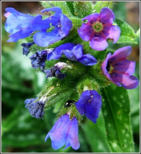 fleur-bleu-sauvage1.jpg