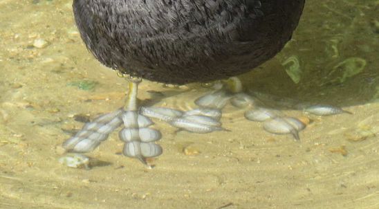 patte-palmee-Foulque--JPG