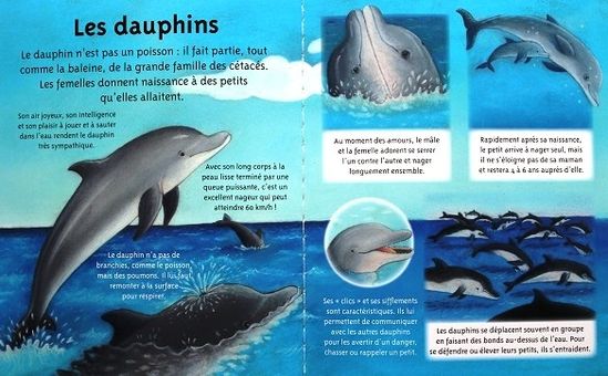 La-petite-imagerie-Les-bebes-animaux-Les-animaux-copie-4.JPG
