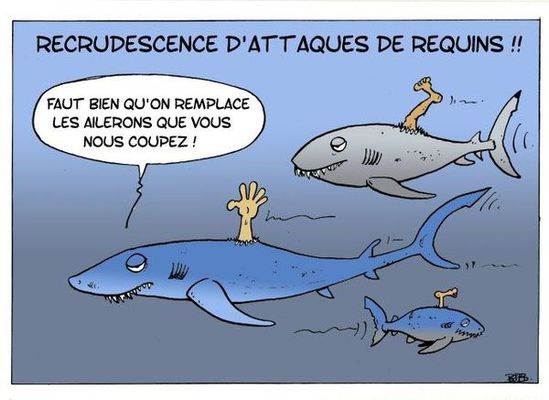 requin.jpg