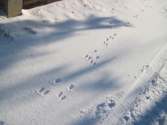 Et la neige dans la vallée... 3409