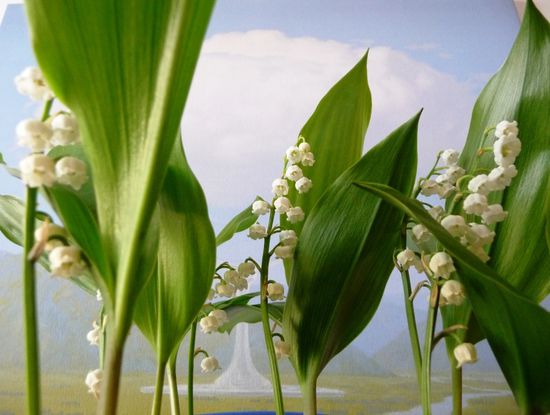 muguet.JPG