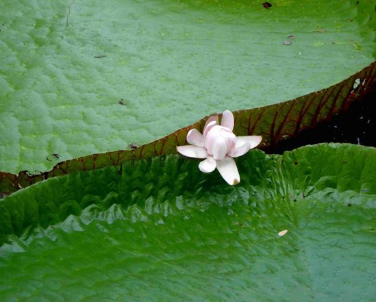 031 Botanic garden Seewoosagur Ramgoolam C