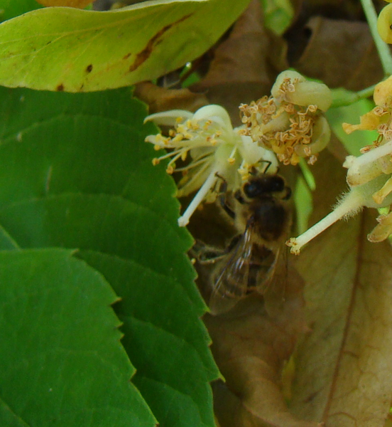 Tilleul Abeilles