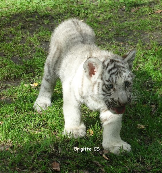 Les Bebes Tigres Blancs Au Zoo De Pessac Une Bonne Nouvelle Par Jour Le Blog D Ecureuil Bleu