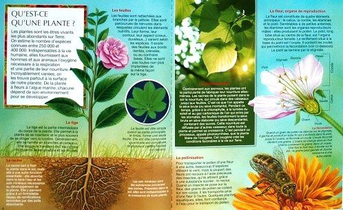 La-grande-imagerie-Les-plantes-2.JPG