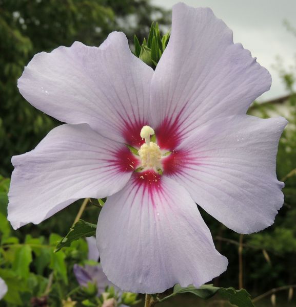 Hibiscus-syriacus-bleu.jpg