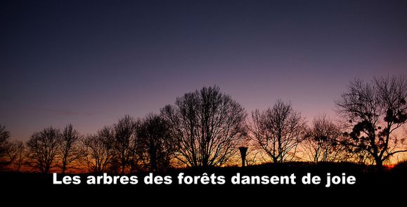 arbres-de-forets.jpg