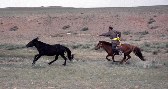 Les-cowboys-mongoles.jpg