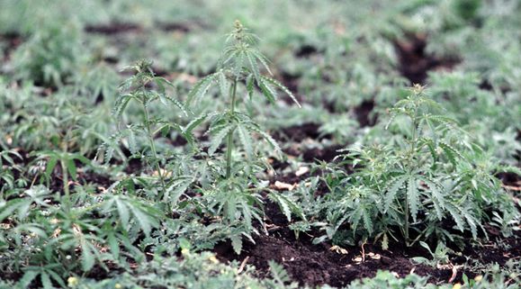Champ-de-Cannabis-en-Mongolie.jpg