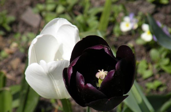 DSCN8433.JPG