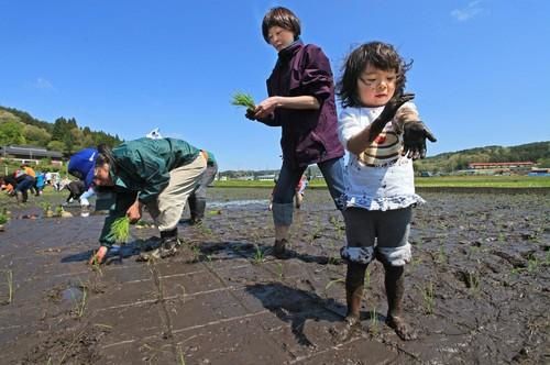 kawauchi-riceplanting.JPG