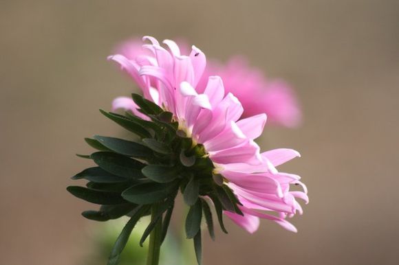 Fleur-de-septembre-2.jpg