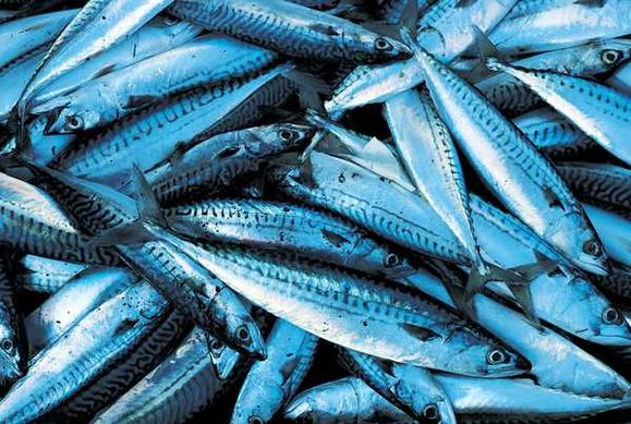 poissons 2