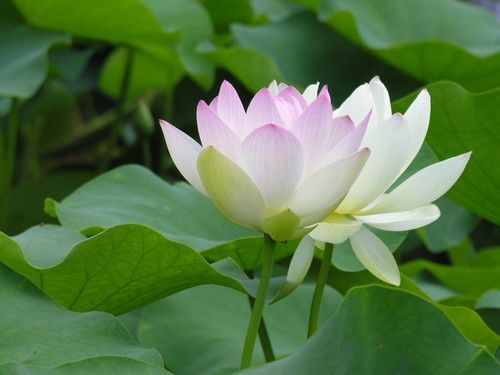 lotus-copie-1.jpg