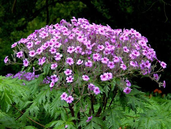 Geranium-madere.JPG