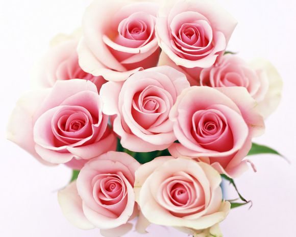 bouquet-roses.jpg