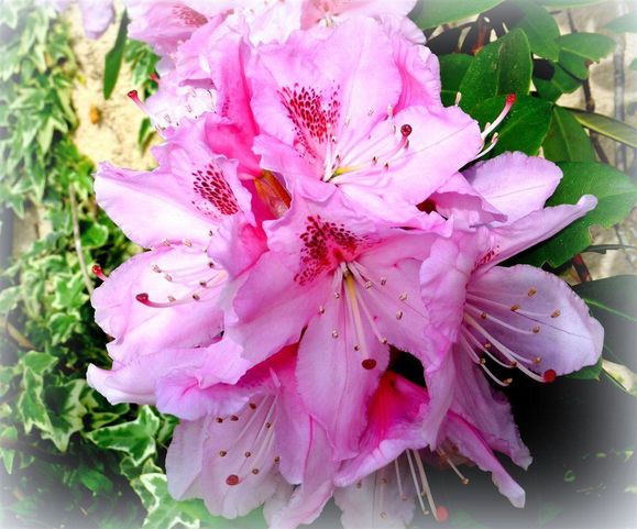 rhododhendron1-copie-1.jpg