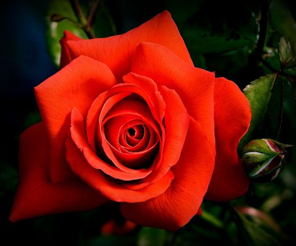 rose-amour.jpg