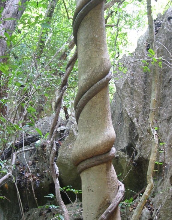 arbre liane