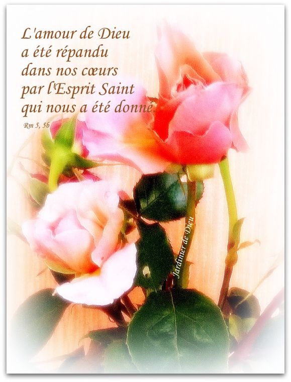 roses jardin