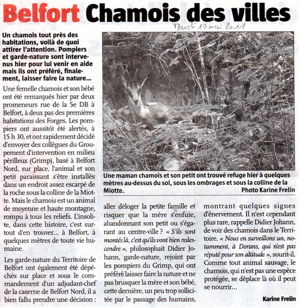 Belfort-Chamois001.jpg