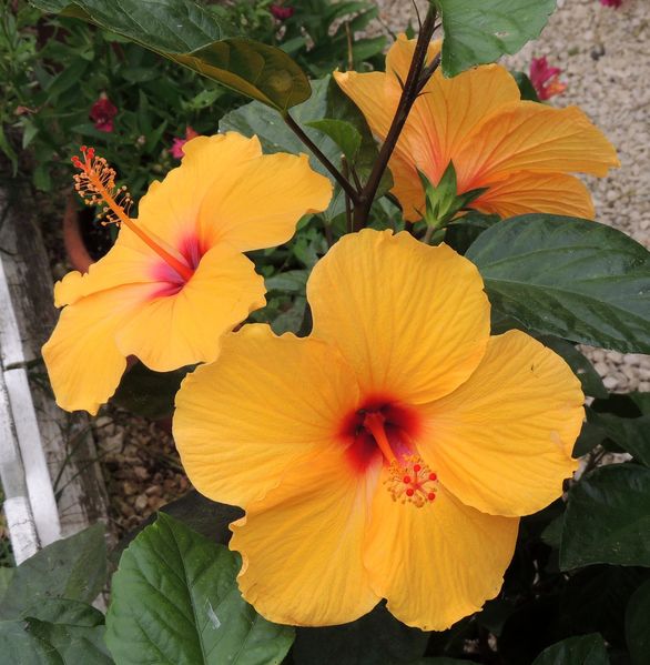 Hibiscus 2