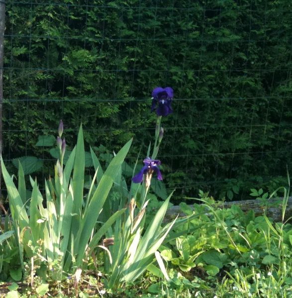 iris.JPG