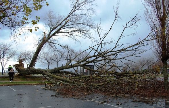 Caida de arbol 29-11-2008