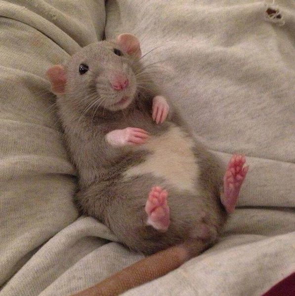 rat.jpg