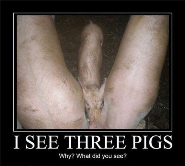 three_pigs.jpg