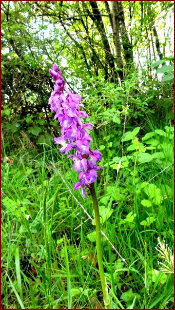 orchis-DSC05538.jpg