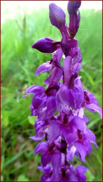 orchis-DSC05540.jpg