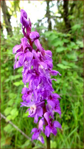orchis-DSC05539.jpg