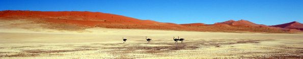autruches namib
